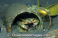 Swimmer Crab sheltering in old paint tin Photo - Gary Bell