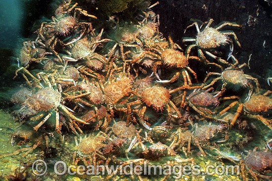 Spider Crabs mating aggregation photo