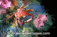 Spider Crab Schizophrys aspera Photo - Gary Bell