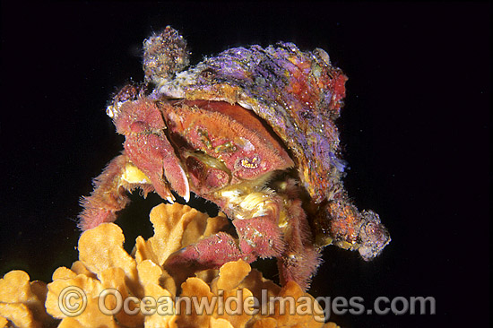 Fringed Sponge Crab with Ascidian hat photo