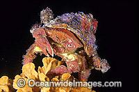 Fringed Sponge Crab with Ascidian hat Photo - Gary Bell