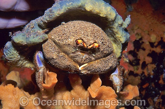 Sponge Crab with Sponge Hat photo