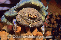 Sponge Crab with Sponge Hat Photo - Gary Bell