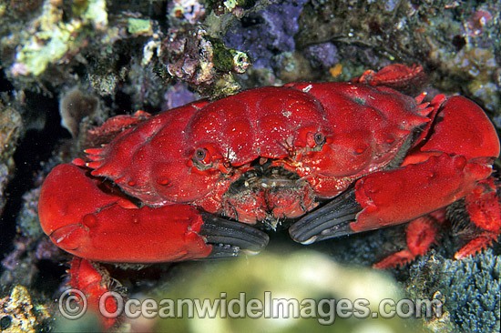 Reef Crab Etisus splendidus photo