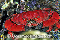 Reef Crab Etisus splendidus Photo - Gary Bell