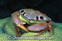 Reef Crab Carpilius maculatus Photo - Gary Bell