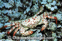 Deep Sea Reef Crab Photo - Gary Bell