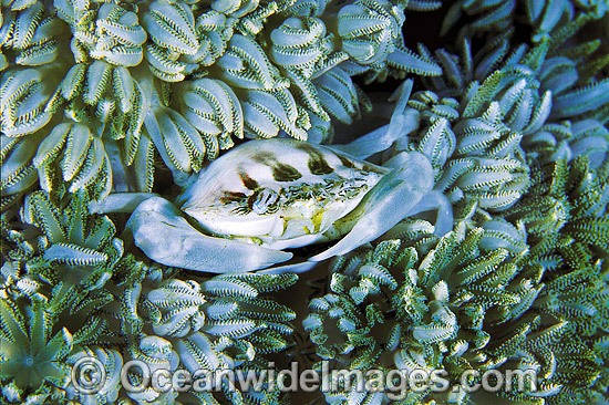 Porcelain Crab Porcellanella triloba photo