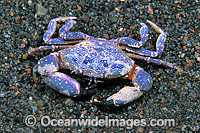Reef Crab Photo - Gary Bell