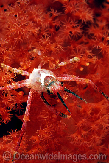 Spider Crab on Soft Coral photo