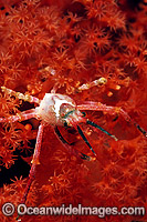 Spider Crab on Soft Coral Photo - Gary Bell