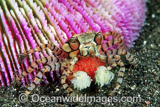 Boxer Crab with eggs photo