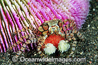Boxer Crab with eggs Photo - Gary Bell