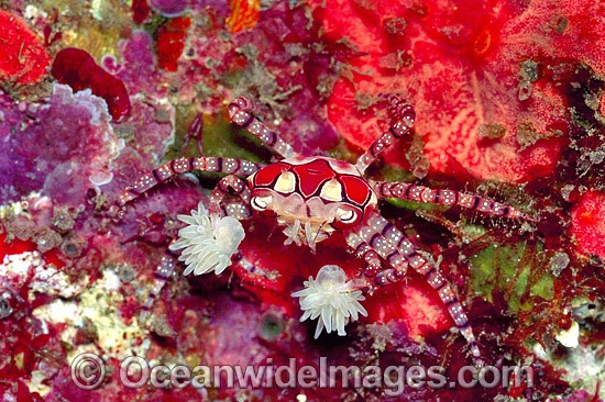 Boxer Crab stinging Sea Anemones photo