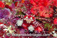 Boxer Crab stinging Sea Anemones Photo - Gary Bell