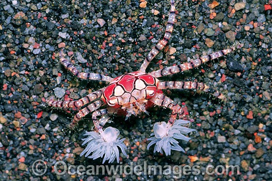 Boxer Crab Sea Anemones in claws photo