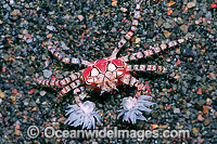 Boxer Crab Sea Anemones in claws Photo - Gary Bell
