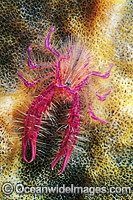 Fairy Crab on giant Barrel Sponge Photo - Gary Bell