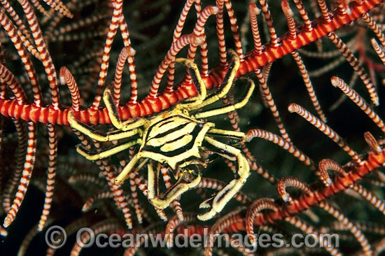 Elbow Crab Harroia elegans photo