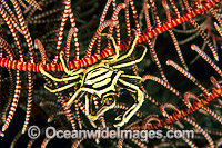 Elbow Crab Harroia elegans Photo - Gary Bell