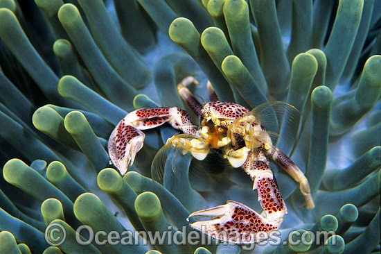 Spotted Porcelain Crab photo