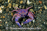 Blue Porcelain Crab Photo - Gary Bell