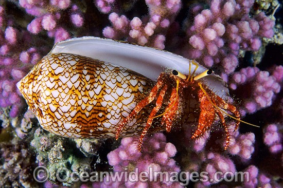 Hermit Crab inTextile Cone shell photo