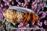 Hermit Crab inTextile Cone shell Photo - Gary Bell