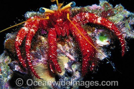 Hermit Crab Dardanus lagopodes photo