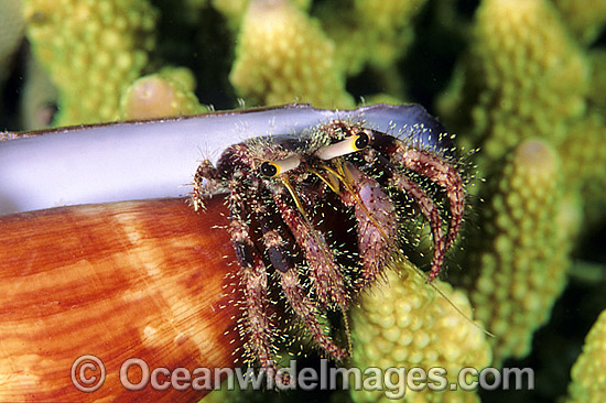 Hermit Crab photo