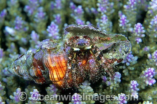 Hermit Crab in cone shell photo