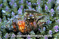 Hermit Crab in cone shell Photo - Gary Bell