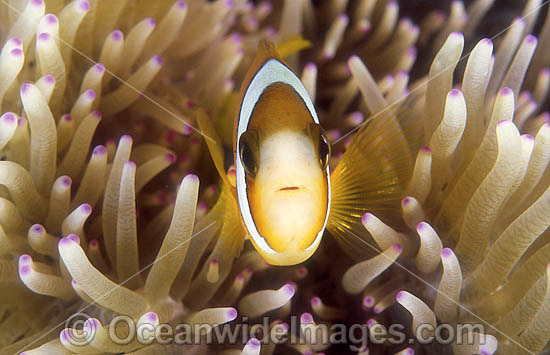 Great Barrier Reef Anemonefish photo