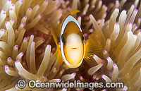 Great Barrier Reef Anemonefish Photo - Gary Bell