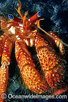 Hermit Crab Trizopagurus strigimanus Photo - Gary Bell
