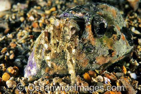 Stone Hermit Crab Cancellus typus photo