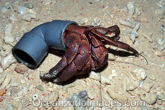 Land Hermit Crab living in plastic pipe photo