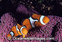 Eastern Clownfish Amphiprion percula Photo - Gary Bell