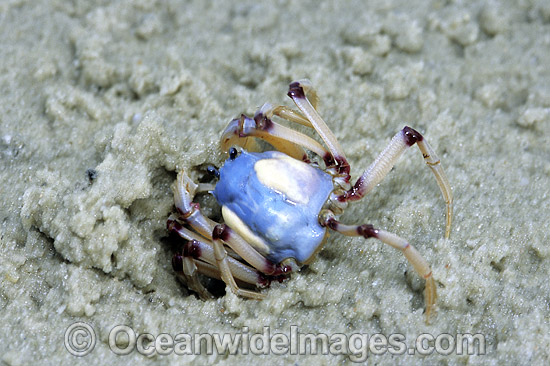 Soldier Crab Mictyris longicarpus photo
