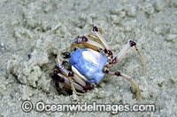 Soldier Crab Mictyris longicarpus Photo - Gary Bell