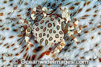 Harlequin Crab living on Sea Cucumber Photo - Gary Bell