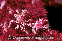 Candy Crab decorated in Soft Coral Photo - Gary Bell