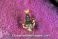 Striped Bumblebee Shrimp Photo - Gary Bell