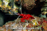 Cleaner Shrimp Lysmata debelius Photo - Gary Bell