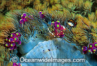 Anemone Shrimp Photo - Gary Bell