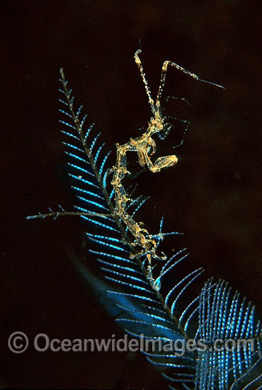 Ghost Shrimp on Stinging Hydroid photo