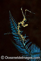 Ghost Shrimp on Stinging Hydroid Photo - Gary Bell