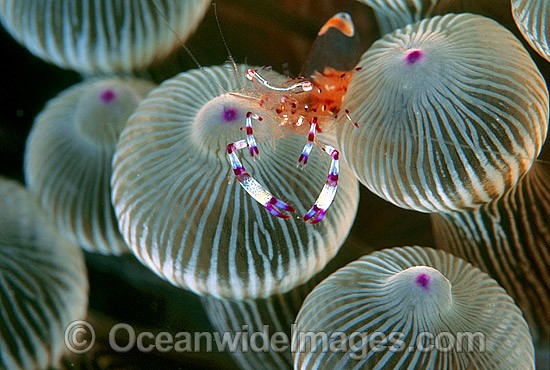 Anemone Shrimp Periclimenes brevicarpalis photo