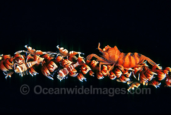 Whip Shrimp on Whip Coral photo