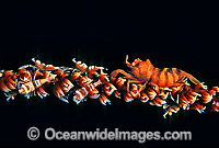 Whip Shrimp on Whip Coral Photo - Gary Bell